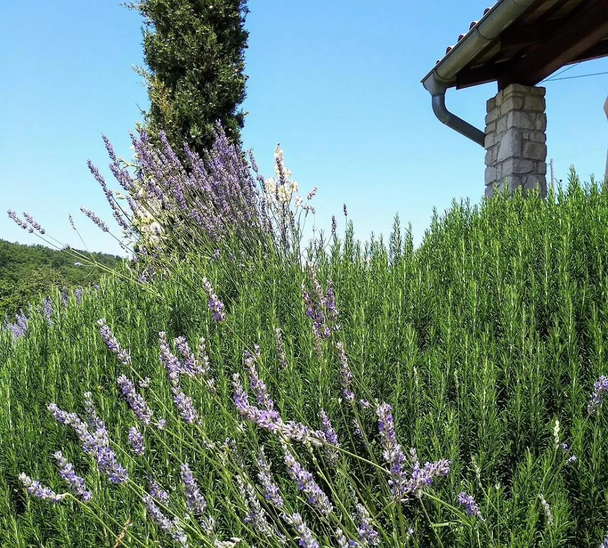 公寓 Beautiful Villa With A Dreamlike Garden And Pool 拉宾 克罗地亚